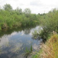 Усманка Воронеж :: Елена Шаламова Усманка Воронеж :: Елена Шаламова