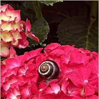 Украшение гортензии. :: Валерия Комова Украшение гортензии. :: Валерия Комова