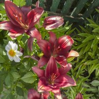 Наши  лилии :: Валентин Семчишин