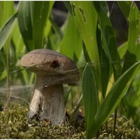 С боровичком :: Aleksandr Gal