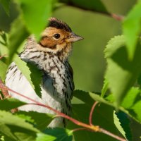 Овсянка крошка :: Виктория 