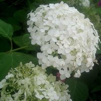 Гортензия :: Елена Семигина Гортензия :: Елена Семигина