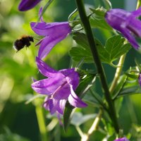 Кто в теремочке? :: Сергей Швечков Кто в теремочке? :: Сергей Швечков