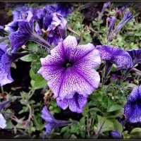 Петунии.. :: Лия ☼