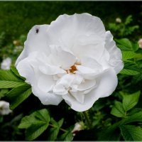 С мушкой. :: Лия ☼ С мушкой. :: Лия ☼