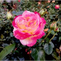 Роза. :: Лия ☼ Роза. :: Лия ☼