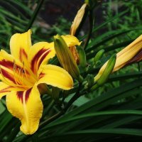 Лилейник :: Рита Симонова