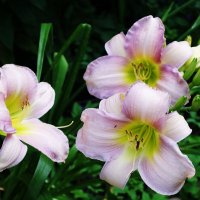 Лилейник :: Рита Симонова