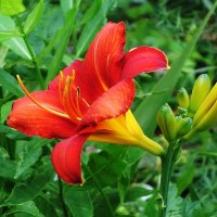 Лилейник :: Рита Симонова