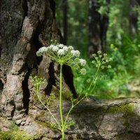 *** :: Николай Чекалин