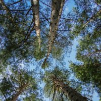 *** :: Николай Чекалин