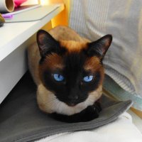 Ванесса дома. :: Александр Владимирович Никитенко