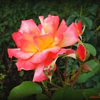 О розах конца июля... :: Андрей Заломленков