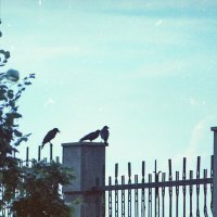 *** :: Игорь Бухало