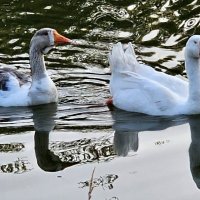 Гуси :: Михаил Свиденцов