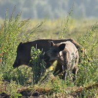В поле... :: Геннадий Ячменев