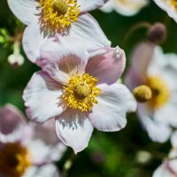 Анемона Японская :: Александр Леонов Анемона Японская :: Александр Леонов