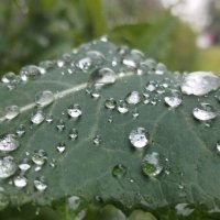 Не смог пройти мимо :: Шу Юншен