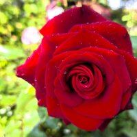 Роза :: Наталья 