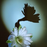 Цветок кактуса. :: Харис Шахмаметьев