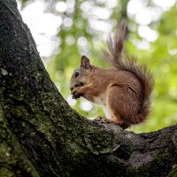 *** :: Николай Климович