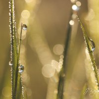 *** :: Елена Kазак (selena1965)