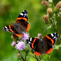 из сегодняшней съемки 10 :: Александр Прокудин из сегодняшней съемки 10 :: Александр Прокудин