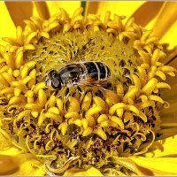 Вишенка на торте :: Aquarius - Сергей Вишенка на торте :: Aquarius - Сергей