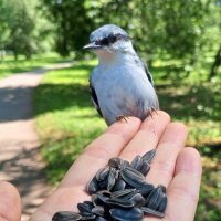 Поползень :: Сапсан Поползень :: Сапсан