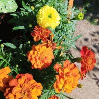 Бархатцы :: Сапсан 