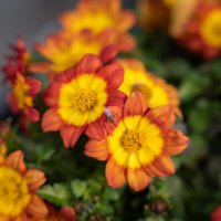 Любительница прекрасного... :: Николай Гирш Любительница прекрасного... :: Николай Гирш