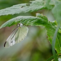 *** :: Виктор Иванович Чернюк