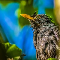 Птичьи портреты: утро понедельника. :: Игорь Викторов