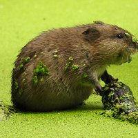 Ондатрёнок :: Лина 