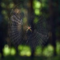 Паутинка :: Геннадий Супрун