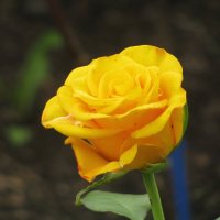 Солнечная красотка :: Людмила Смородинская