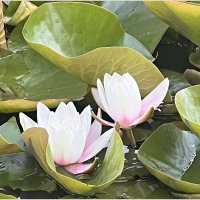 Кувшинки. :: Валерия Комова