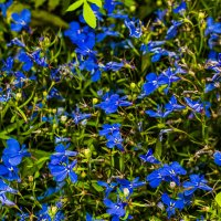 Словно рой бабочек. :: Петр Беляков Словно рой бабочек. :: Петр Беляков