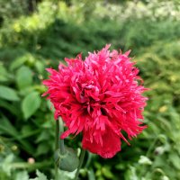 Цветущий мак :: Леонид Иванчук