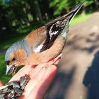 Зяблик :: Сапсан 