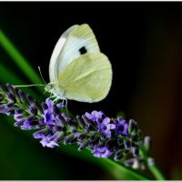 ЭТЮД... :: Elvira E. 