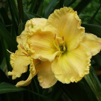 Лилейник :: Рита Симонова