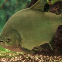 Севодня день Рыбаков :: Владимир Максимов