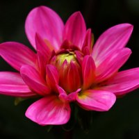 Доброе утро :: Юрий. Шмаков