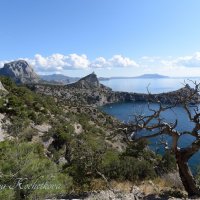 Природа Крыма :: Amazing Cosmea