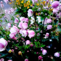 Для позитивного настроения! :: Vladimir Semenchukov