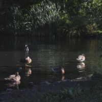 *** :: Сергей Сергеев