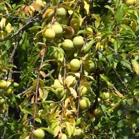 Зреет слива... :: Freddy 97 Зреет слива... :: Freddy 97