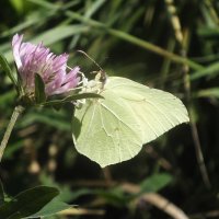 *** :: Зоя Мишина