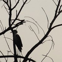 найди цаплю :: Елена Шаламова